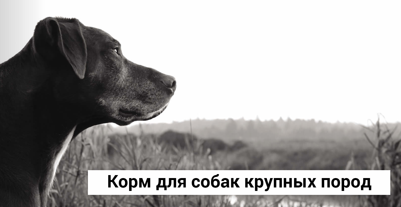 Как выбрать полноценный сбалансированный корм для собак крупных пород